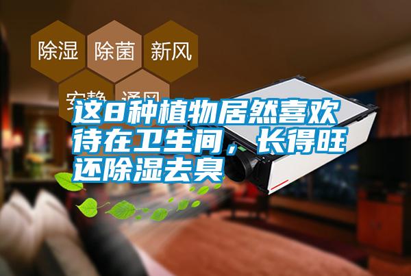 這8種植物居然喜歡待在衛(wèi)生間，長得旺還除濕去臭