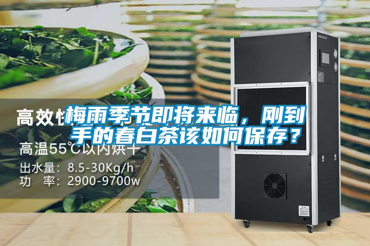 梅雨季節即將來臨,剛到手的春白茶該如何保存?