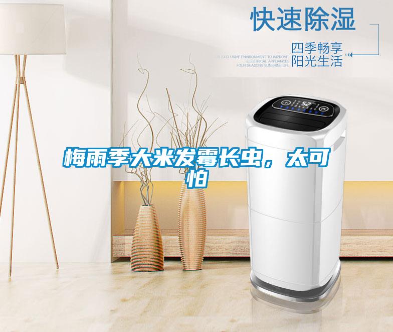 梅雨季大米發霉長蟲，太可怕