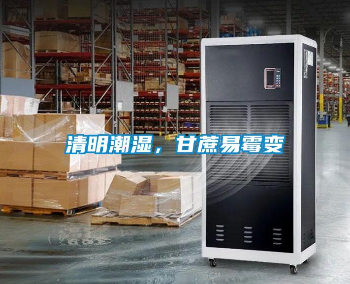 清明潮濕,甘蔗易霉變